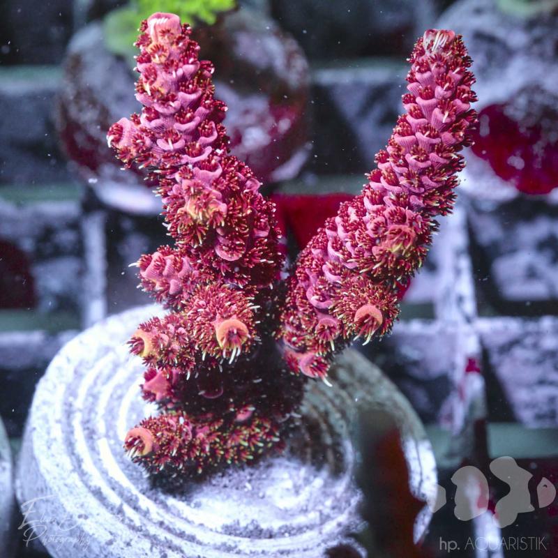 Acropora Millepora Red